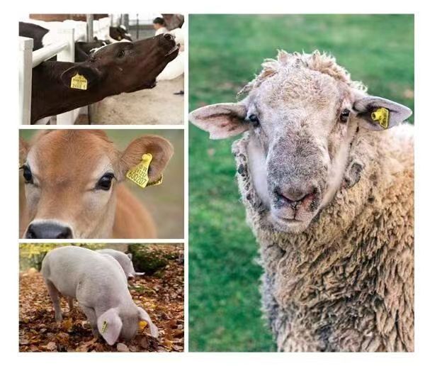 RFID Livestock ID Tags 