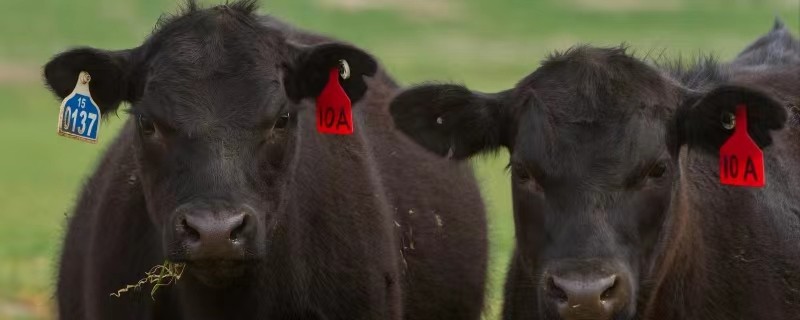 تشينغهاي Zhiduo: تربية الماشية "السحابة" "الحكمة".