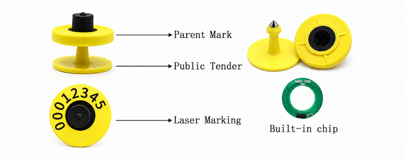 RFID animal ear tag male female locking structure and RFID module position