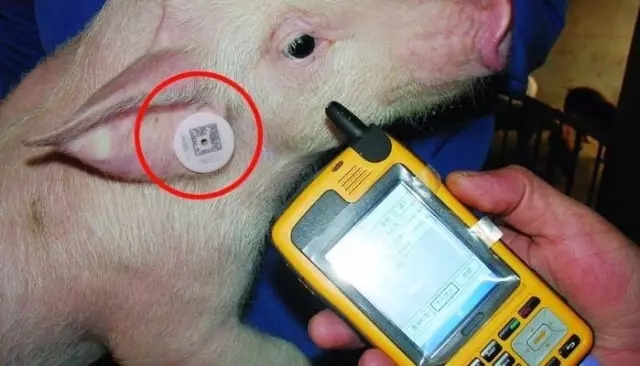RFID تربية الماشية الأذن نظام تتبع العلامات الحل
