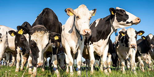 How is RFID used for animal tracking?