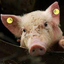 التأمين المبتكر على الخنازير في مقاطعة يونان، يونفو، قوانغدونغ يحمي التطور الصحي لصناعة الخنازير